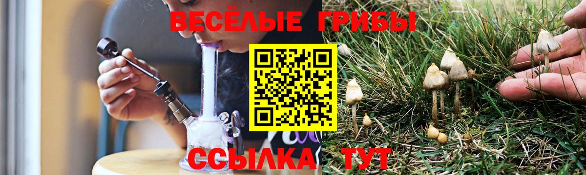 купить наркотики сайты  Галлюциногенные грибы Psilocybine cubensis  Вход с VPN  Ачинск 
